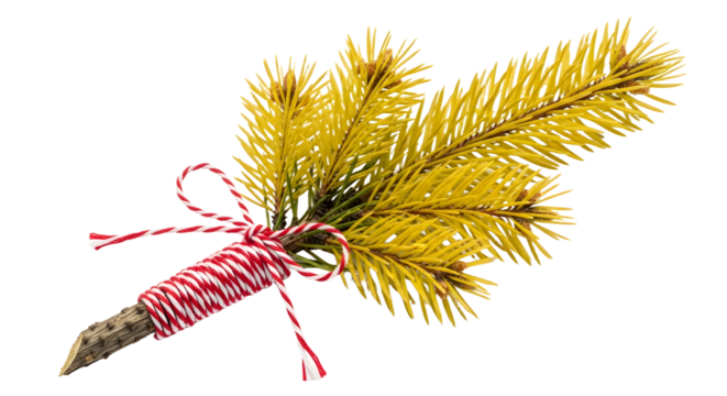 Gift - Yellow pine branch decorated with red and white striped string tied in a bow, isolated on white background, perfect for holiday crafts and seasonal decor