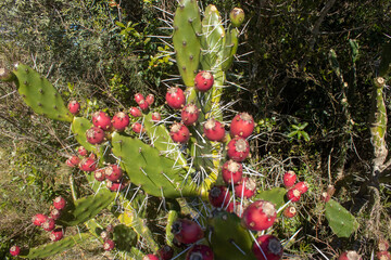 Frutos rojos silvestres