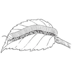 Detailed black and white drawing of a caterpillar on a leaf