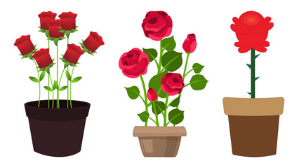 Three Potted Red Roses In Different Styles flower flowers