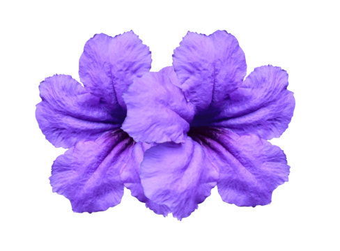 Waterkanon or Watrakanu or Minnieroot or Iron root or Feverroot or Popping pod or Cracker plant or Trai-no or Toi ting flower. Violet flower bouquet isolated on transparent background.