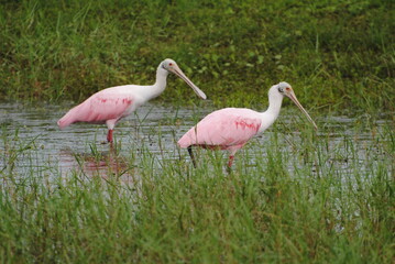 two spoonbills together