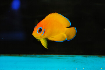Orangepeel Angelfish - Centropyge flavissima var.