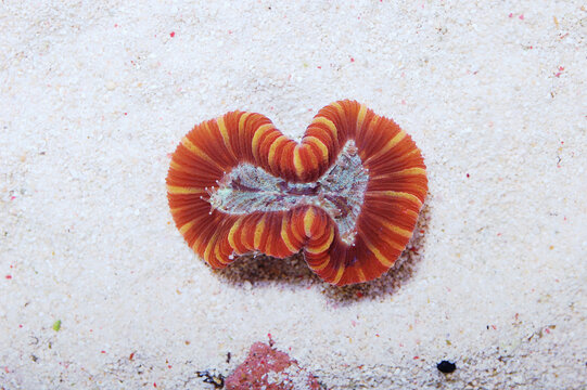 Red Open Brain Coral, Trachyphyllia geoffroyi