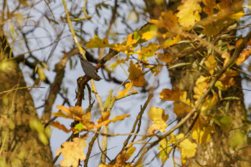 Eurasian nuthatch on an oak twig with autumn leaves.
