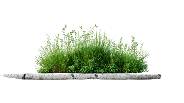 Green grass growing on a white log isolated on transparent background - Powered by Adobe