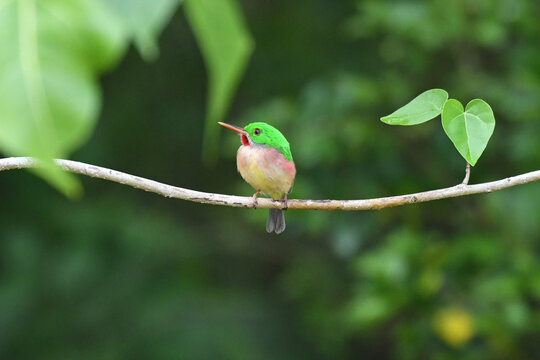 Broad-billed Tody (Todus subulatus) perched facing forward, Parque Nacional del Este, La Altagracia, Dominican Republic. Endemic Hispaniolan bird, family Todidae. Colorful tropical bird.