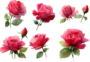 set of pink roses isolated