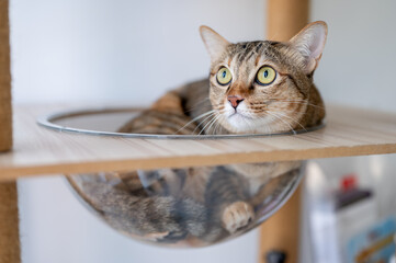 Close up of a mackerel tabby cat lying on glass bowl of wooden tree tower scratching pole in a room.
