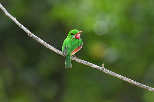 Broad-billed Tody (Todus subulatus), a bright green tropical bird endemic to Dominican Republic and Haiti on Hispaniola in the Caribbean Sea. Todies are exotic green birds related to kingfishers.