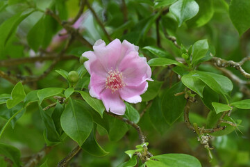 Pink flower of Bayahibe rose (Leuenbergeria quisqueyana), the national flower of the Dominican Republic. Bayahibe rose is a cactus with leaves endemic to the island of Hispaniola in the Caribbean Sea.