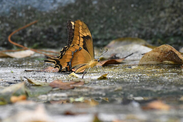 Schaus' swallowtail or island swallowtail (Heraclides aristodemus) in the Dominican Republic. Giant yellow and black swallowtail butterfly (aka Papilio aristodemus) on the Caribbean island Hispaniola.