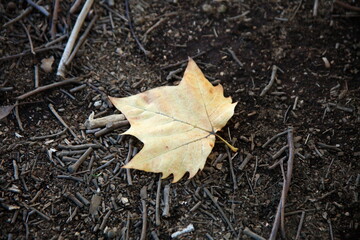 1枚の枯れ葉