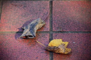 プラタナスの枯れ葉