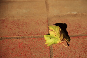 木枯らしに吹かれて飛んできたプラタナスの枯れ葉