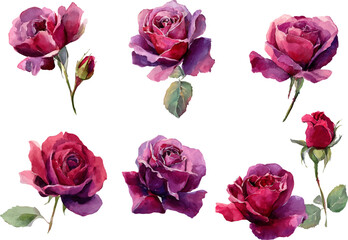 Fototapeta premium set of roses isolated