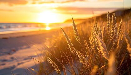 Golden Hour Beach Sunset with Tall Grass Foreground and Ocean Horizon Under Warm Sky