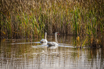 Two white swans swimming on a pond with bulrushes in autumn colors.
