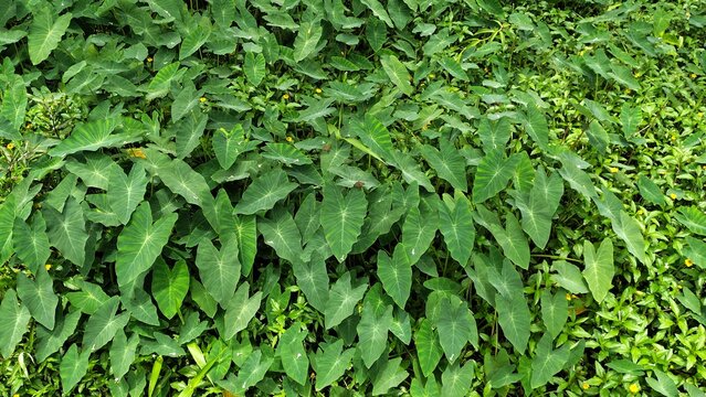 Garden with foliage of the tropical plant taioba, Xanthosoma sagittifolium, with a moth perched on it.