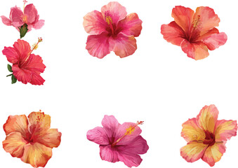 set of flowers isolated on white