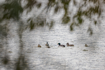 Ducks swimming on the surface of a pond behind trees.
