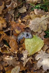 Naklejka premium A dead mouse with part of its neck bitten off lying on fallen autumn leaves outdoors. 