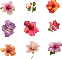 Fototapeta premium collection of flowers