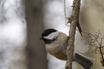 Black-capped Chickadee on a Tree