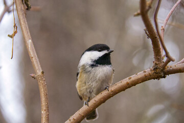 Black-capped Chickadee on a Tree