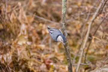 White-breasted Nuthatch in the Forest