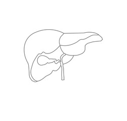 liver isolated on white background