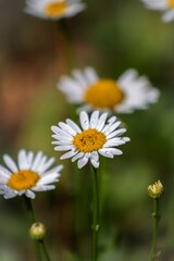 Close-up of white daisies in natural light