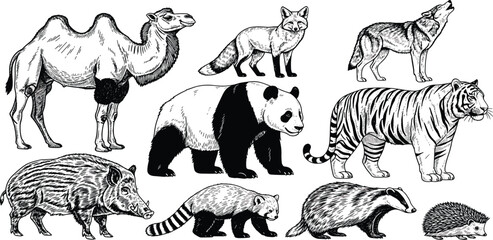 Vintage collection of wild animals in a black and white engraved style. Hand-drawn illustrations featuring a camel, panda, tiger, fox, and wolf