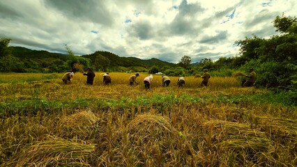 Farmers harvesting rice in golden paddy field in laos. Group of farmers harvesting rice in a golden...