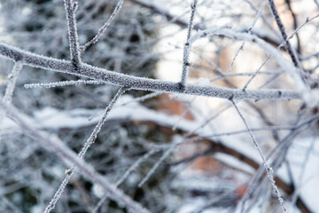 Delicate beauty of winter, with frost-covered tree branches creating an ethereal and magical scene