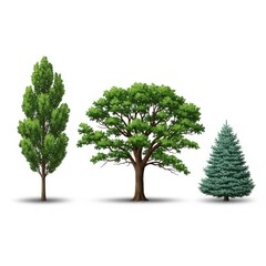 Obraz premium Three distinct trees displayed against a bright white backdrop