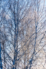 Birch trees covered in frost against a clear blue sky. Delicate ice crystals create a beautiful winter scene