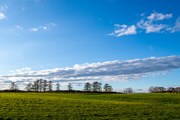 A vast expanse of green pastures under a blue sky, surrounded by forests © 多田 智
