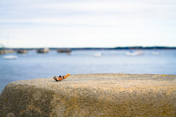 A crab claw rests on a textured stone pier overlooking calm harbor waters and boats in soft focus, capturing the simplicity and contrast of coastal marine life.