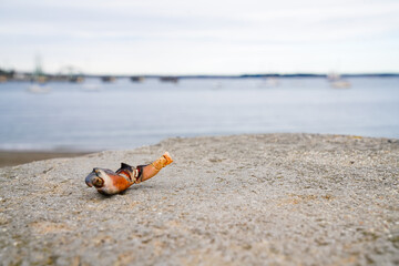 A crab claw lies on a stone pier with a blurred harbor and boats in the distance, symbolizing fragility, contrast, and natural coastal beauty.
