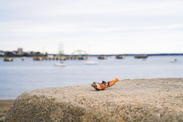 A crab claw rests on a stone pier near the harbor, framed by soft light and calm blue water, blending texture, color, and minimal natural form.