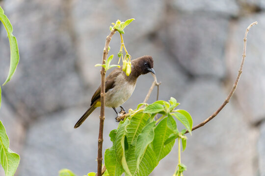 Common Bulbul portrait (Dark-capped)
Pycnonotus barbatus in bush in Rwanda.