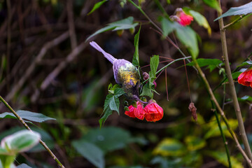 Variable Sunbird Cinnyris venustus in bright red bushes looking at flower in Rwanda.