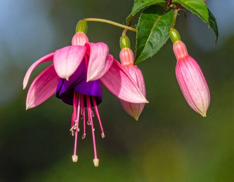 Close-up of delicate flowers with vibrant pink and purple petals, displaying slender stems and green buds, set against a soft blurred background - Powered by Adobe