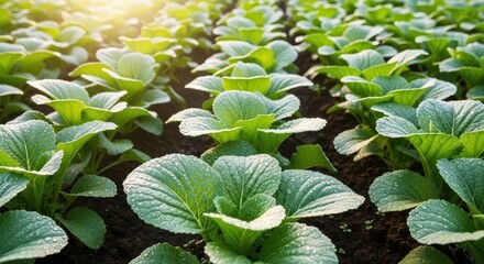 Rows of Lush Green Bok Choy Plants Growing in a Farm Field at Sunrise
