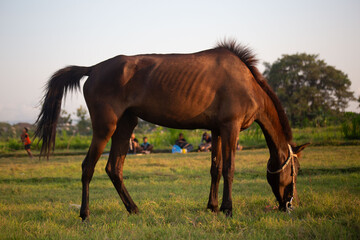 Obraz premium Side view of a brown horse eating grass in an open field under warm afternoon sunlight. The animal’s ribs and mane are clearly visible, creating a natural and rural atmosphere with soft golden tones.