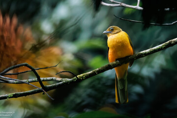 scarlet rumped trogon female