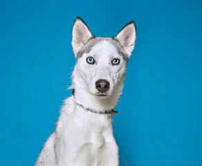 Cute dog on an isolated background studio shot