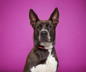 Cute dog on an isolated background studio shot