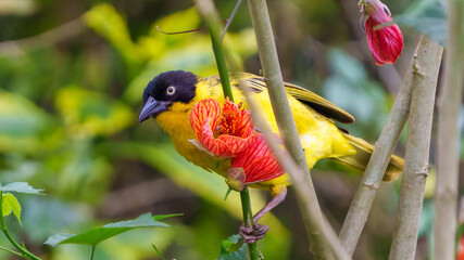 Baglafecht Weaver or Ploceus baglafecht on hibiscus branch behind bright flower